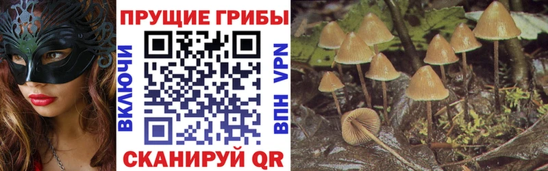 где купить наркоту  hydra зеркало  Псилоцибиновые грибы Psilocybine cubensis  Невель 